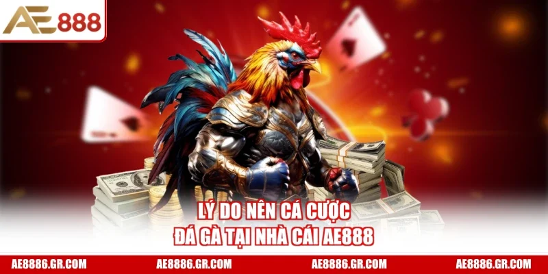 Lý do nên cá cược đá gà tại nhà cái AE888